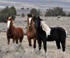 Схема вышивки «лошади»
