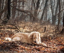 Схема вышивки «собаки»
