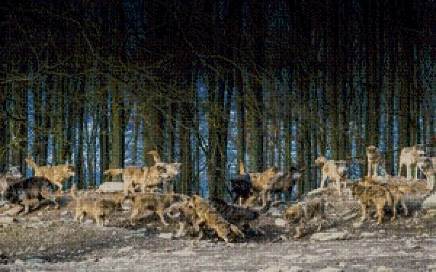 симья  стая - жывотные - предпросмотр