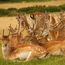 Схема вышивки «Олени»