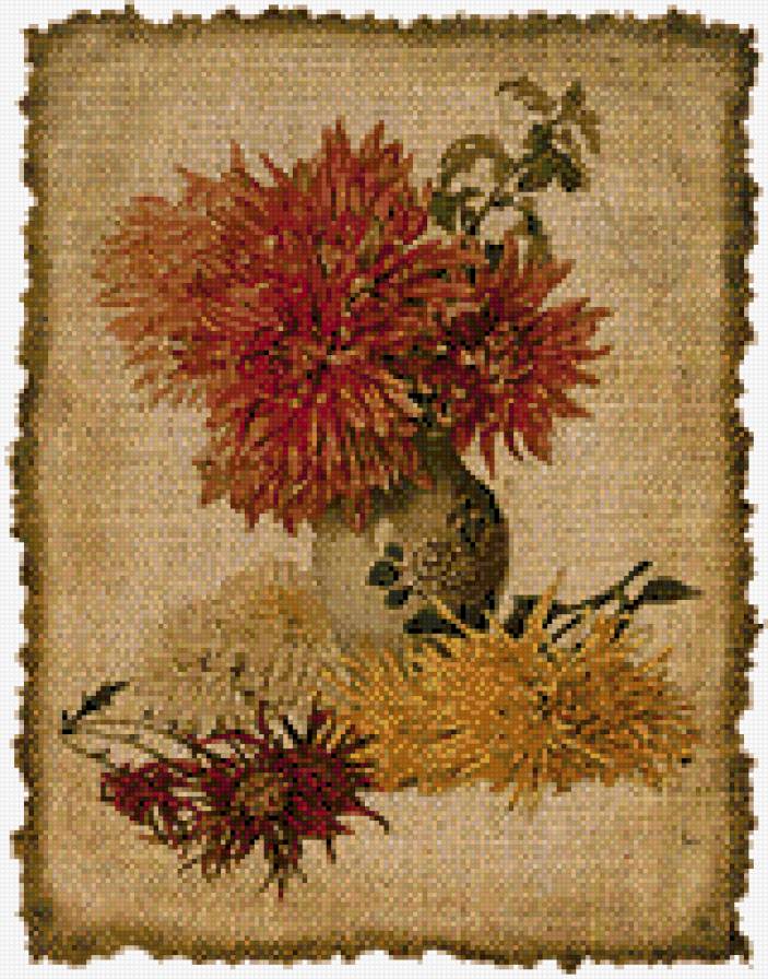 хризантема на мешке - предпросмотр