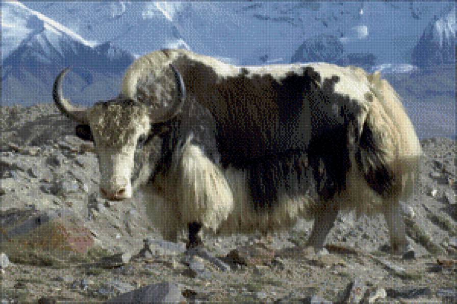 як - жывотные - предпросмотр