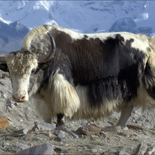 Схема вышивки «як»