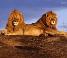 Схема вышивки «лев»