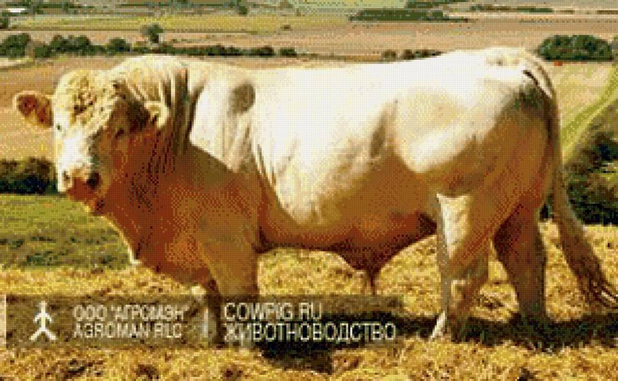 бык - жывотные - предпросмотр