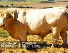 Схема вышивки «бык»