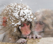 Схема вышивки «Обезьянки»