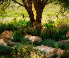 Схема вышивки «обединый сон»