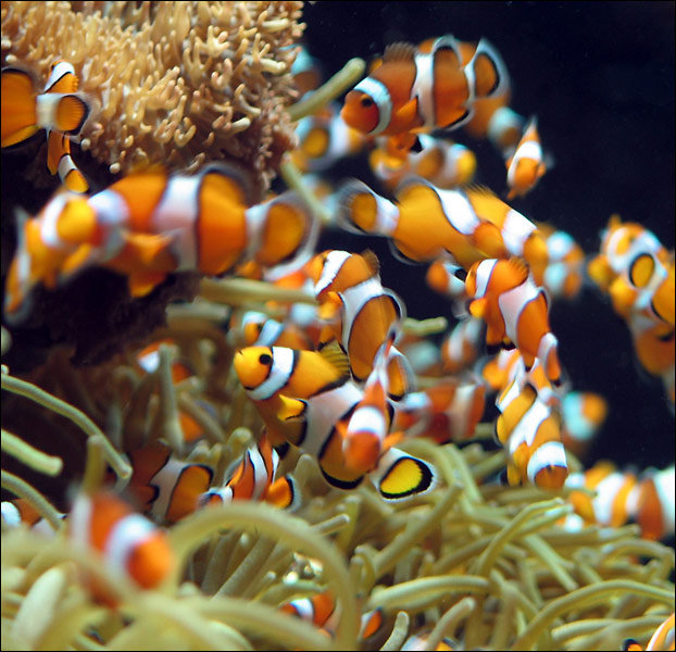 рыбки клоун - жывотные - оригинал