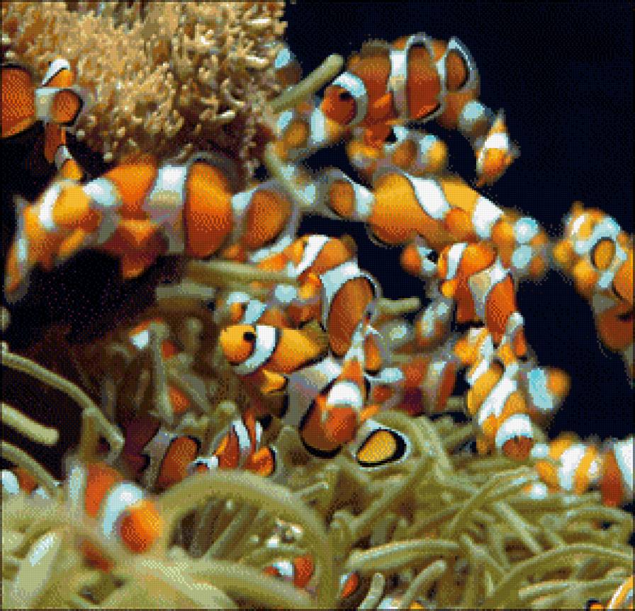 рыбки клоун - жывотные - предпросмотр