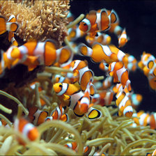 Схема вышивки «рыбки клоун»