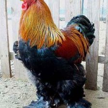 Схема вышивки «петух»