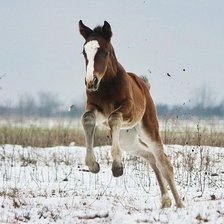 Схема вышивки «лошади»
