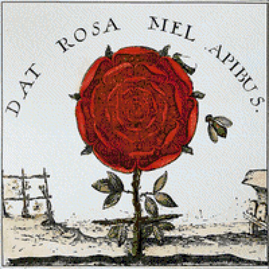 Rose - предпросмотр