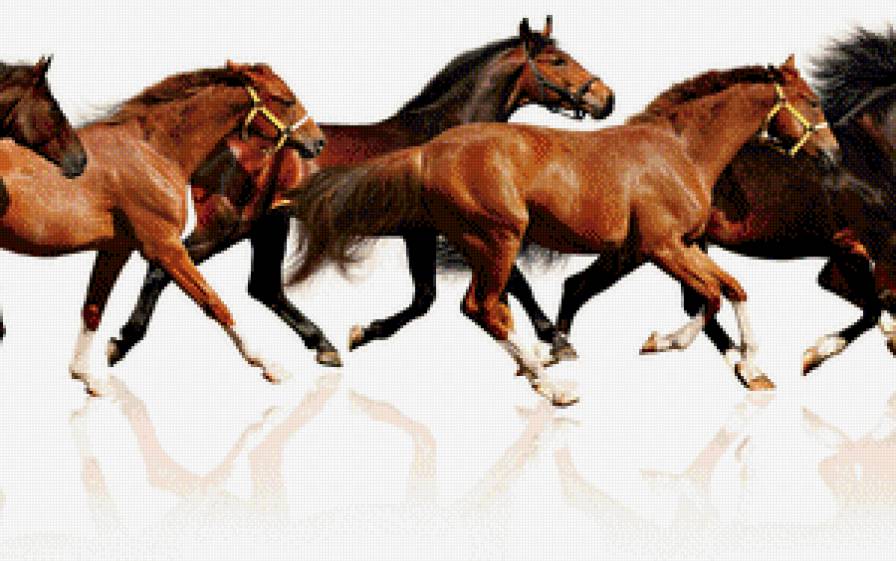 табун - кони, лошади - предпросмотр