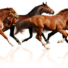 Схема вышивки «табун»