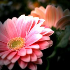 Схема вышивки «герберы»