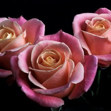 Схема вышивки «розы»