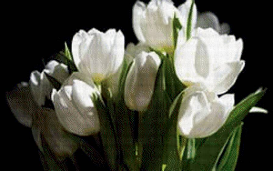 тюльпаны белые - цветы - предпросмотр