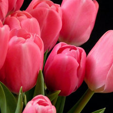 тюльпаны красные