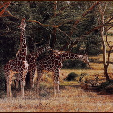 Схема вышивки «жырафы пара»