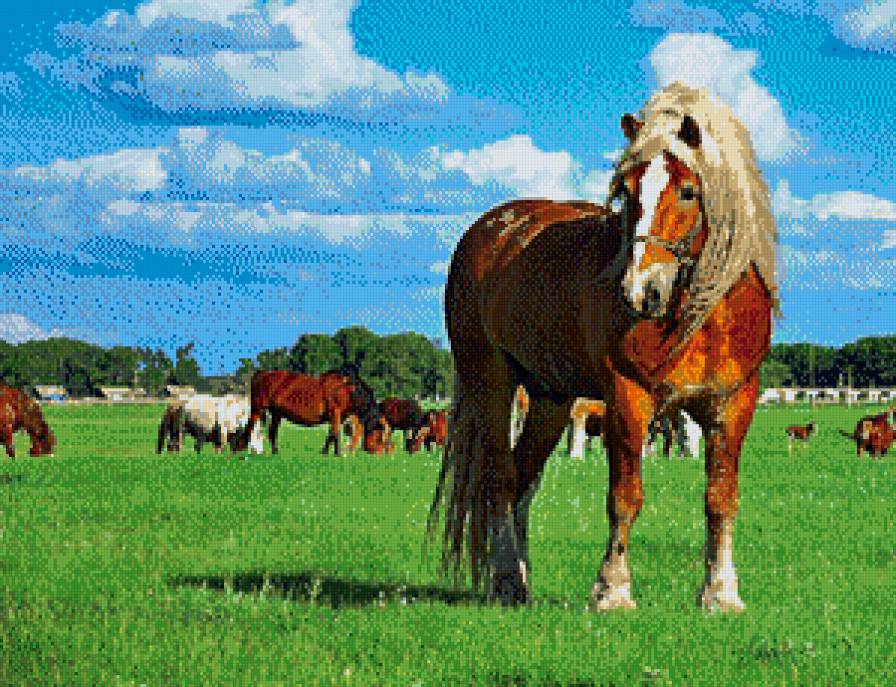 лошади - жывотные - предпросмотр