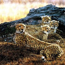 Схема вышивки «хищники»