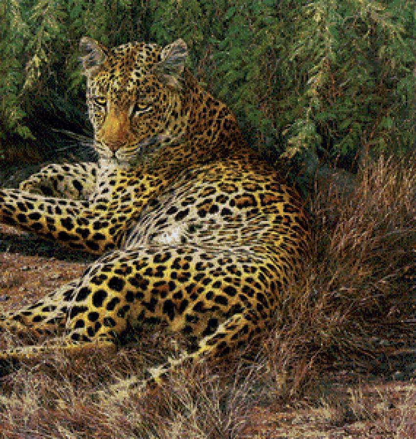 хищники - жывотные - предпросмотр