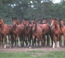 Схема вышивки «лошади»