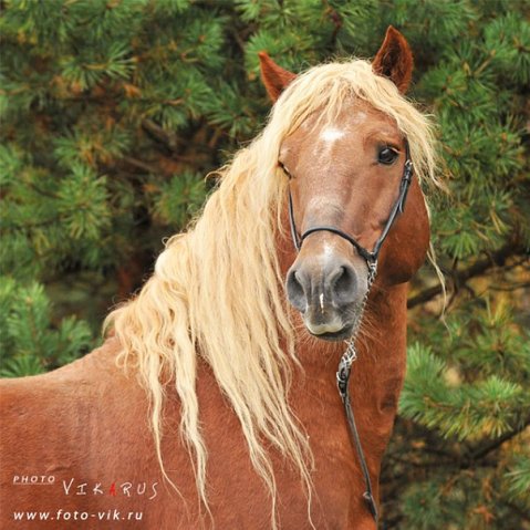 лошади - жывотные - оригинал