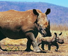 Схема вышивки «идет мама»