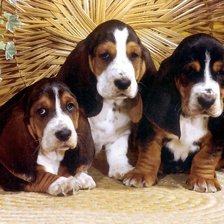 Схема вышивки «собаки»