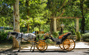 лошади - жывотные - оригинал