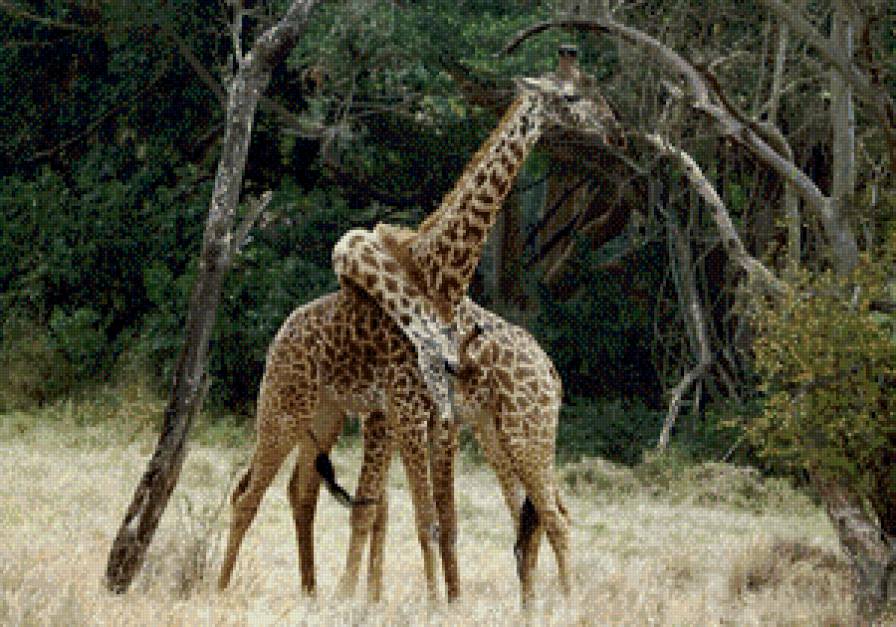 пара - жывотные - предпросмотр