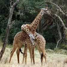 Схема вышивки «пара»