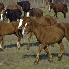 Схема вышивки «лошади»