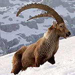 Схема вышивки «высоко в горах»