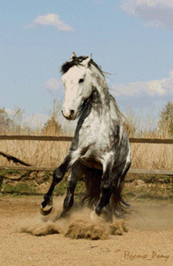 лошади - жывотные - предпросмотр