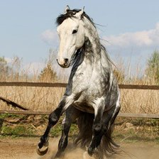 Схема вышивки «лошади»