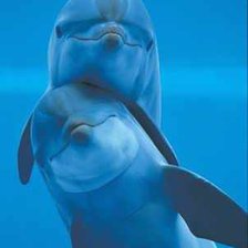 Схема вышивки «дельфины»