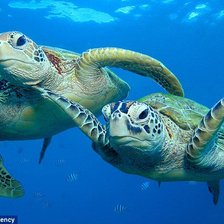 Схема вышивки «черепаха»