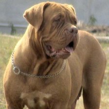 Схема вышивки «собаки»