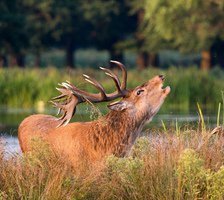 Схема вышивки «Олень»
