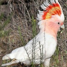 Схема вышивки «какаду»