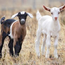 Схема вышивки «год козы»