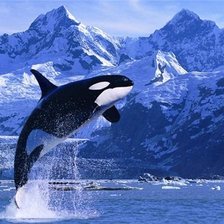 Схема вышивки «косатка»