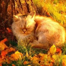 Схема вышивки «кошки»