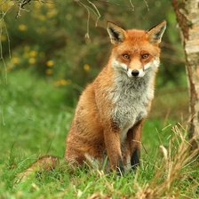 Схема вышивки «лиса»