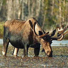 Схема вышивки «лось»