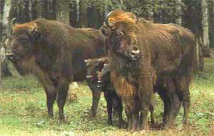 симья - жывотные - оригинал